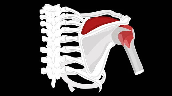 Músculo Supraspinatus. Aislar sobre un fondo negro . —  Fotos de Stock