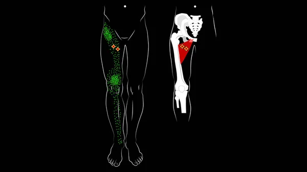 Длинная аддукторная мышца. Краткая мышца аддуктора. Триггерные точки и отраженная боль на внутреннем бедре . — стоковое фото