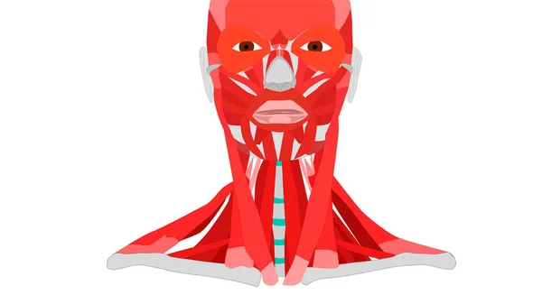 Mięśnie twarzy i szyi. Mięsień sternocleidomastoid. Izolacja na białym tle — Zdjęcie stockowe