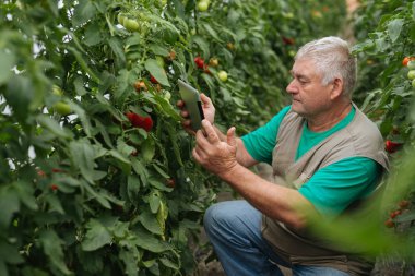 Tabletli çiftçi bitkileri yavaş yavaş inceliyor. Kıdemli tarım uzmanı hasatı izliyor..