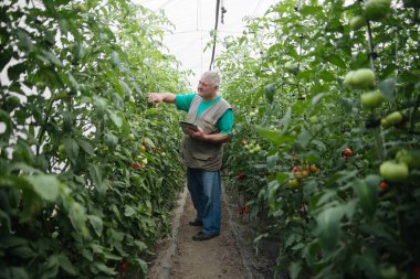 Tabletli çiftçi bitkileri yavaş yavaş inceliyor. Kıdemli tarım uzmanı hasatı izliyor..
