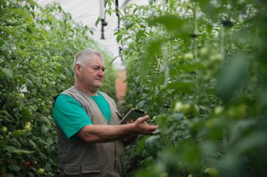 Tabletli çiftçi bitkileri yavaş yavaş inceliyor. Kıdemli tarım uzmanı hasatı izliyor..