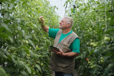 Tabletli çiftçi bitkileri yavaş yavaş inceliyor. Kıdemli tarım uzmanı hasatı izliyor. Tabletli çiftçi bitkileri yavaş yavaş inceliyor. Kıdemli tarım uzmanı hasatı izliyor..