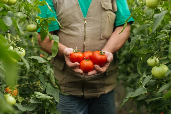 Agricultor segurando tomates frescos em estufa. Agricultura, Alimentação, Produtos hortícolas . — Fotografia de Stock