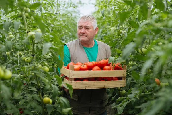 Agricultor sénior em estufa e caixa de tomate biológico — Fotografia de Stock