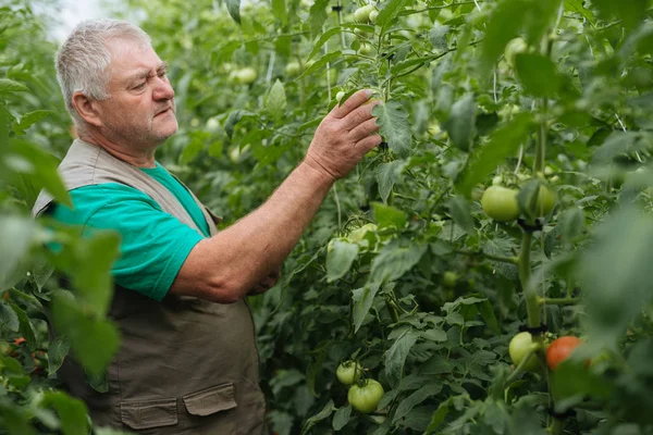 Agricultor com o comprimido inspecionar lentamente as plantas. Agronomista sênior monitora a colheita . — Fotografia de Stock