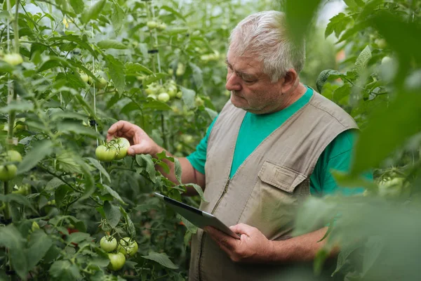 Agricultor com o comprimido inspecionar lentamente as plantas. Agronomista sênior monitora a colheita . — Fotografia de Stock