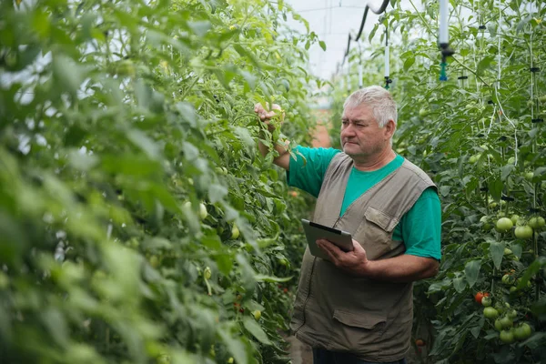 Contadino con la compressa ispezionare lentamente le piante. L'agronomo senior controlla il raccolto . — Foto Stock