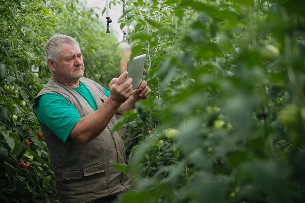 Farmer with the tablet slowly inspect plants. Senior agronomist monitor the harvest.