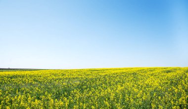Sarı çiçek tarlaları, toprak yolu ve güzel vadi, doğa yaz manzarası.