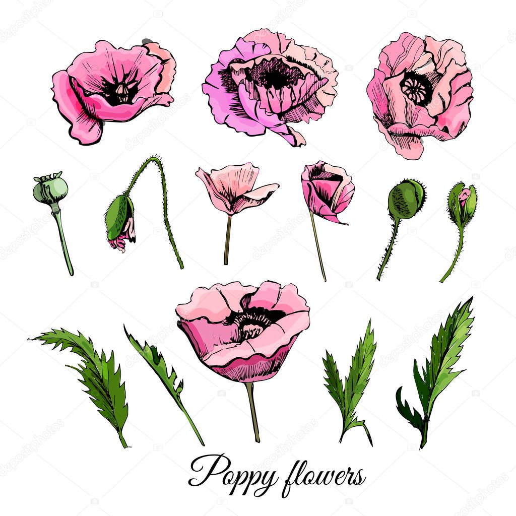 Set hand drawn colored  sketch with pink poppy flowers and leaves isolated on white  background.