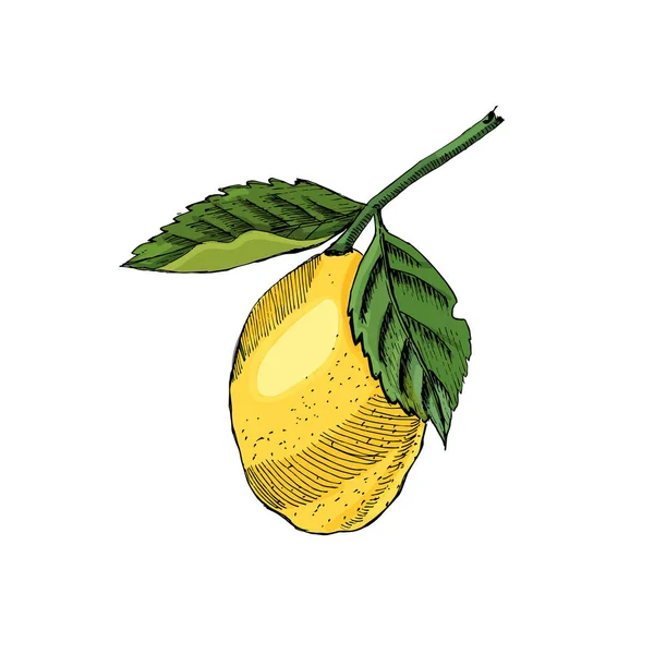 手绘彩色素描与装饰柠檬在白色背景下隔离. — 图库矢量图片
