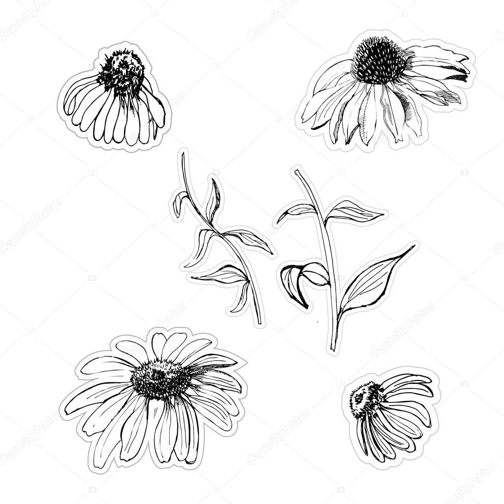 Graphic stickers hand drawn sketch with echinacea flowers isolated on white background