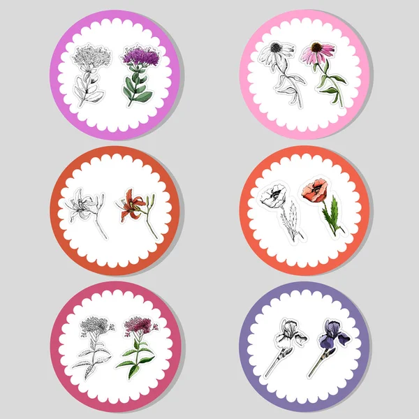 Pegatinas con dibujo gráfico y coloreado dibujado a mano con flores de verano sedum, papaver, echinacea, hemerocallis, iris, eupatorium — Vector de stock