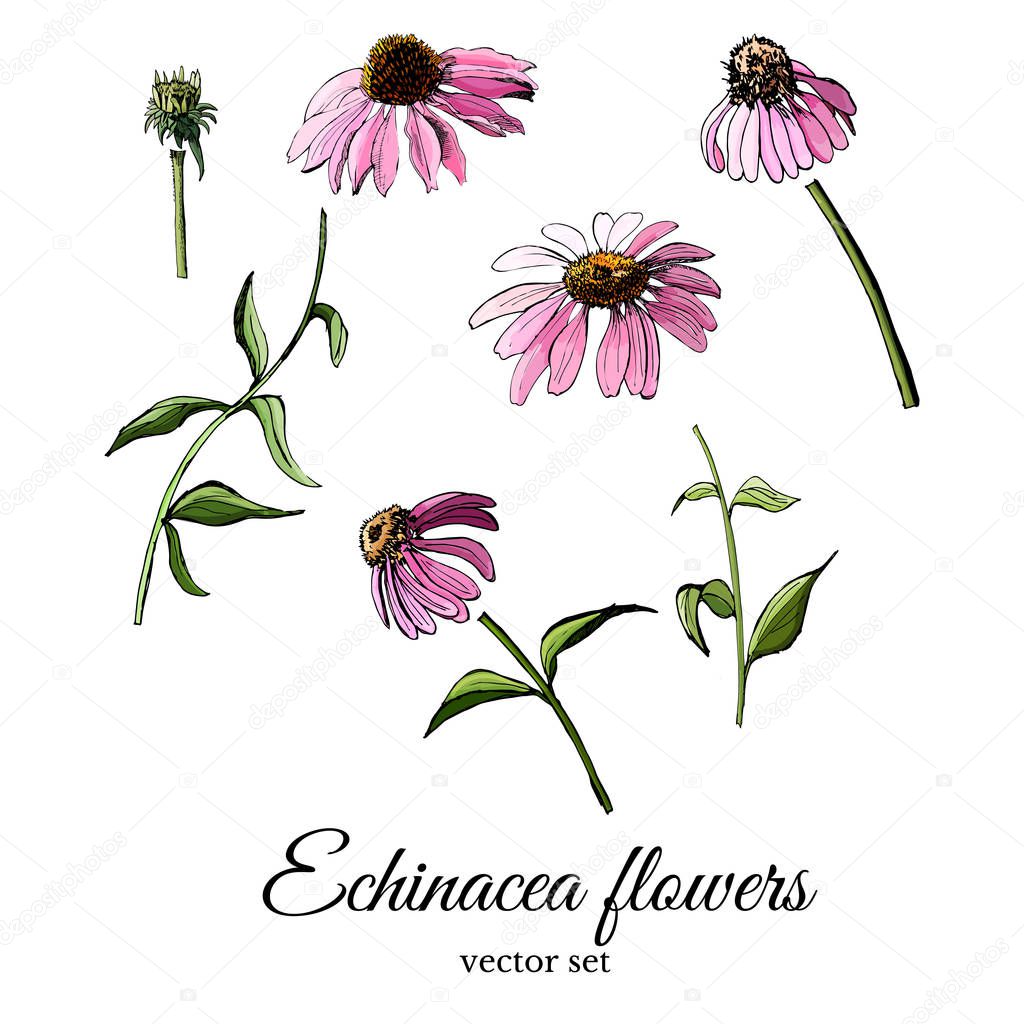 Hand drawn and colored sketch with echinacea flowers isolated on white background.
