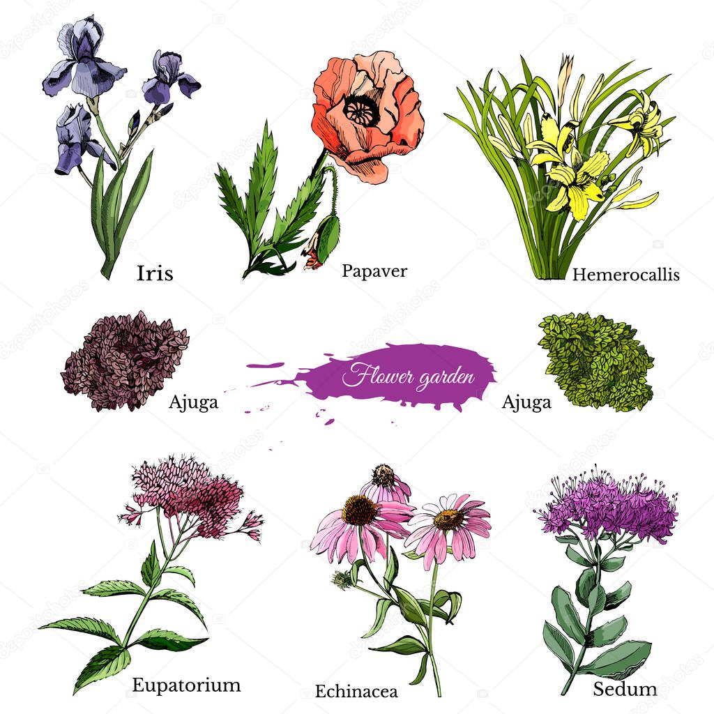 Hand drawn grapihic and colored sketch with summer flowers sedum, papaver, echinacea, hemerocallis, iris, eupatorium for flower garden. 