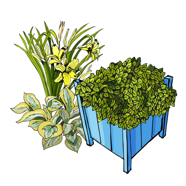 Macetas de jardín azul con ajuga cerca con flores de hemerocallis y hosta . — Archivo Imágenes Vectoriales