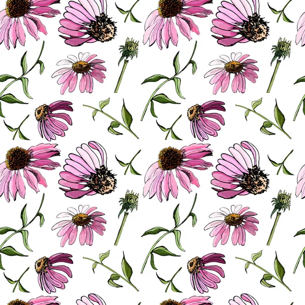 Floral seamless pattern  with hand drawn graphic  and colored sketch with echinacea flowers  on white background.. — Stock Vector