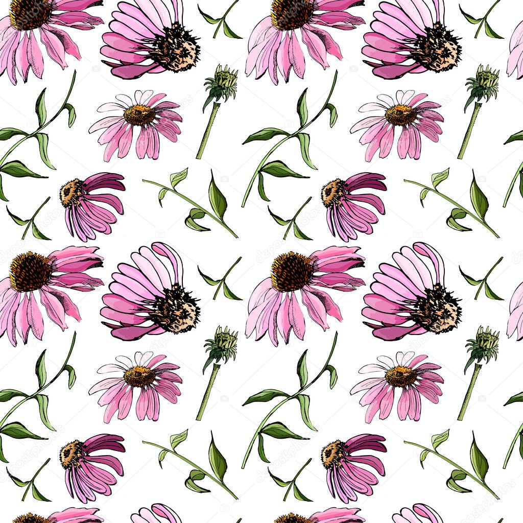 Floral seamless pattern  with hand drawn graphic  and colored sketch with echinacea flowers  on white background..