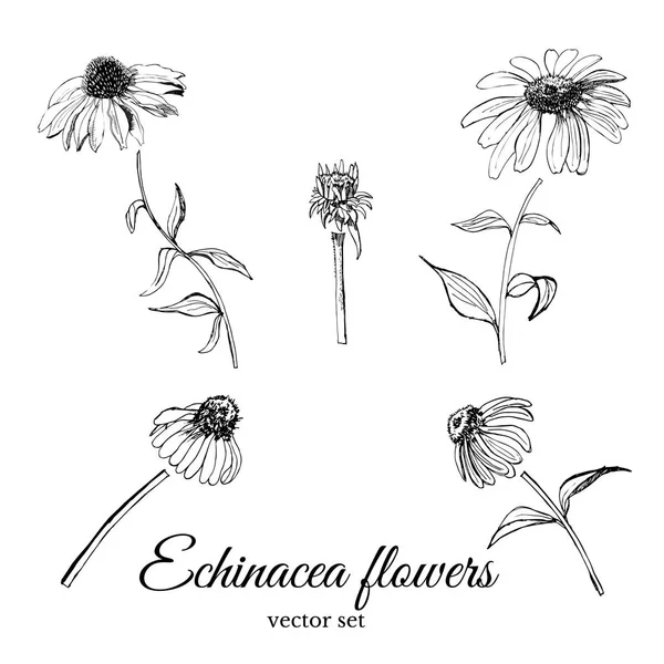 Ingesteld met de grafische schets hand getrokken met zomer bloemen echinacea met bladeren en bud. — Stockvector