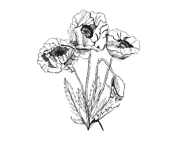 Hand Drawn Graphic Sketch Bouquet Poppy Flowers Isolated White Background — Διανυσματικό Αρχείο