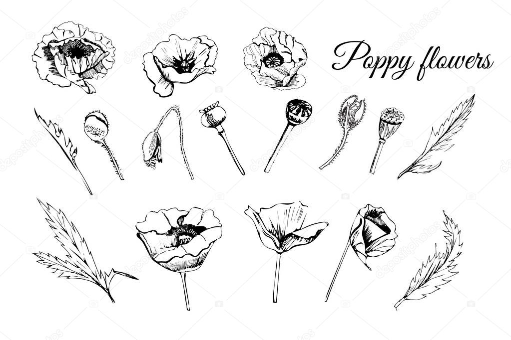 Set hand drawn graphic  sketch  of poppy flowers, buds and leavewn graphic  sketch  of poppy flowers, buds and leave