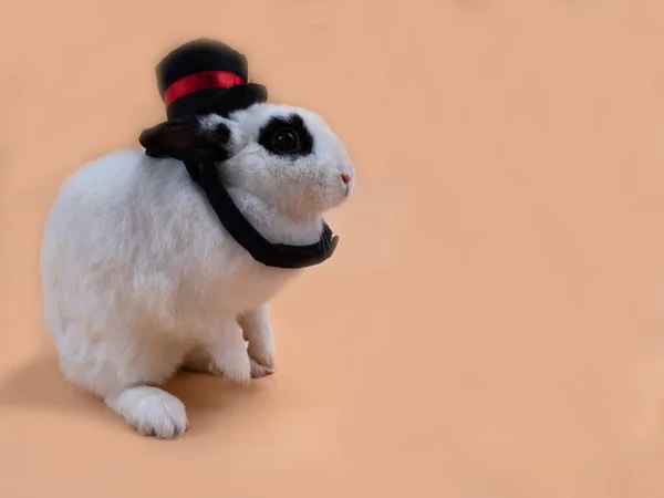 White Rabbit Black Eyes Wearing Black Top Hat Standing Side — Stock Photo, Image
