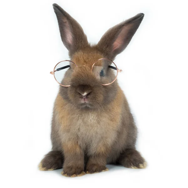 可爱的棕色小兔子 两只耳朵高高的 戴着金相框眼镜 独立坐在正方形的白色背景上 — 图库照片