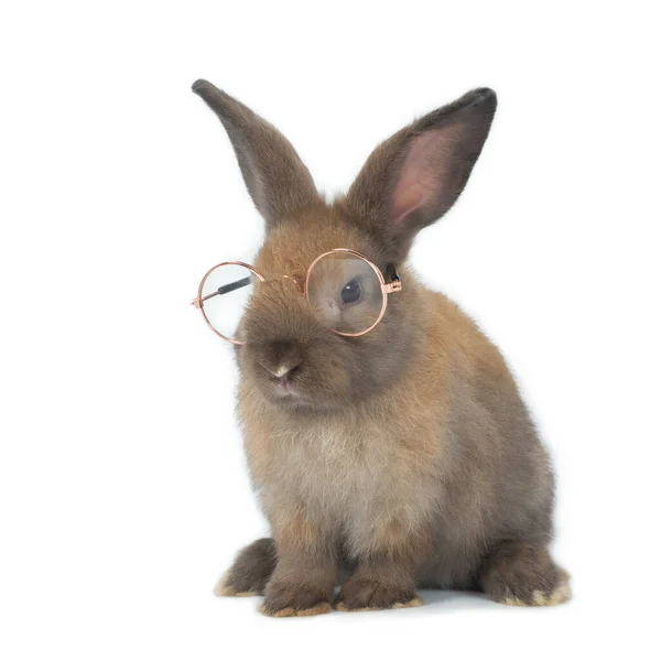 可爱的棕色小兔子 两只耳朵高高的 戴着金相框眼镜 独立坐在正方形的白色背景上 — 图库照片