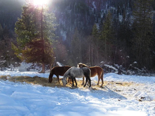 Лошади Зимой Солнце — стоковое фото