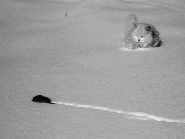 the cat catches the mouse in the snow