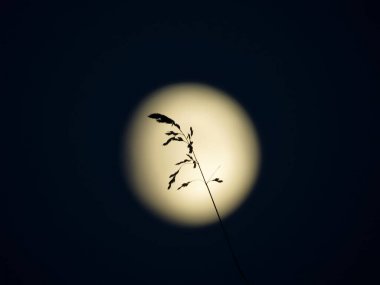 bir bıçak çimen ve ay