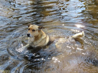 vahşi bir köpek banyo