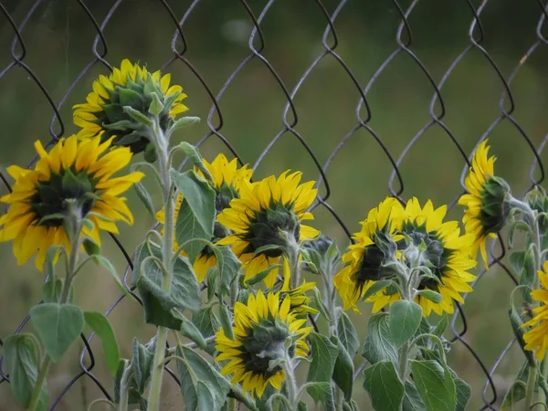 Sonnenblumenzaun Altai — Stockfoto