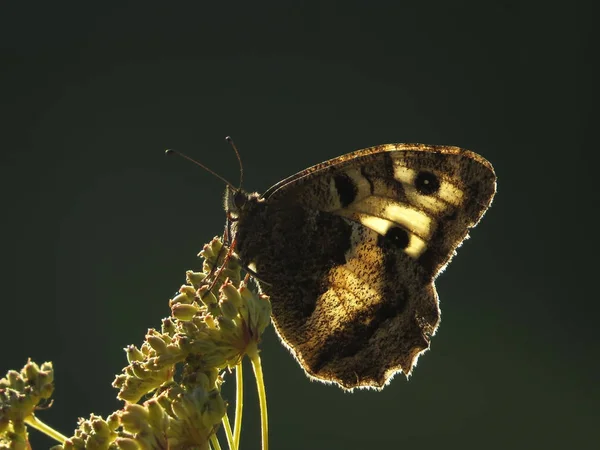 绿色背景上的蝴蝶 — 图库照片
