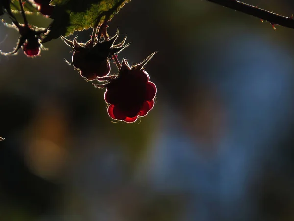 Arka Aydınlatmalı Ahududu Vahşi — Stok fotoğraf