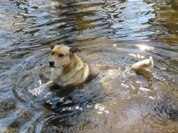 Kąpiel Psa Środowisku Naturalnym — Zdjęcie stockowe