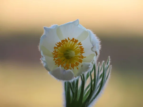 Flor Branca Gota Neve Primavera — Fotografia de Stock