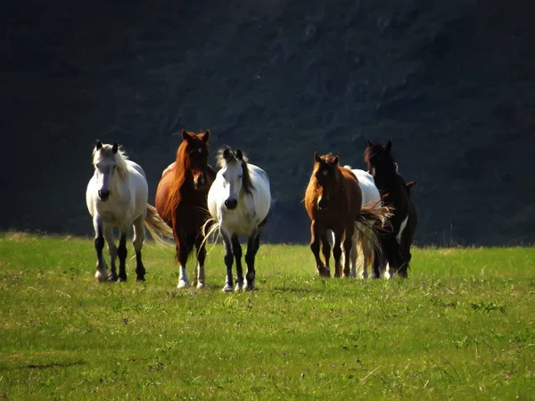 Group Horses Meadow — Stock Photo, Image