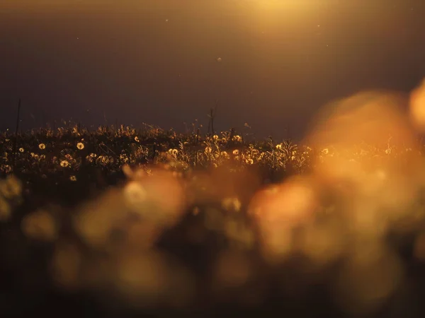 日没時のタンポポのフィールド — ストック写真