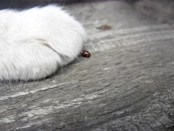 Grooming Haircut Dog Fur Beige Dog Cute Mixed Breed Shih Stock