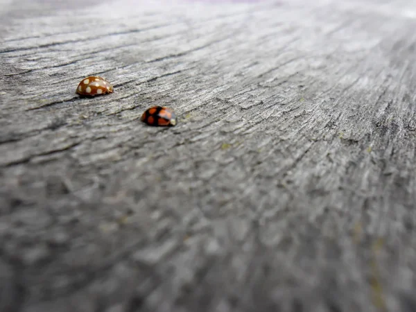 Ladybug Cat Paw — Stock Photo, Image