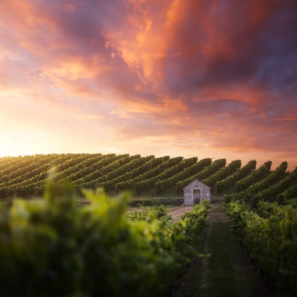 Wijngaard Frankrijk Tijdens Zonsondergang — Stockfoto