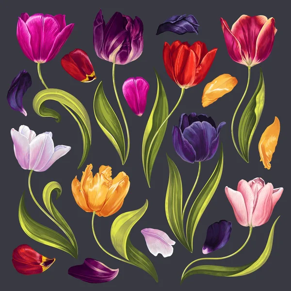 Set of floral elements with varicoloured tulips flowers leaves and petals. — Stock Vector