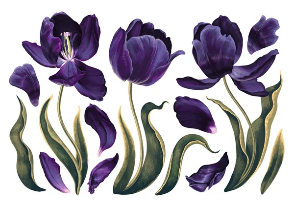 Набір квіткових елементів з темно-фіолетовими, темно-синіми тюльпанами листя і пелюстки . — стоковий вектор