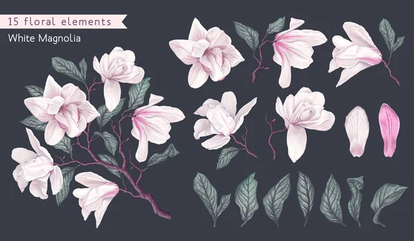 Set of realistic floral elements with white magnolia flowers, branches and leaves. — 스톡 벡터