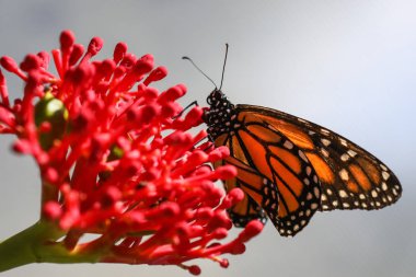 Renkli Kelebek Bahçe