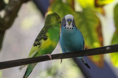 Kelebek dünya renkli papağan