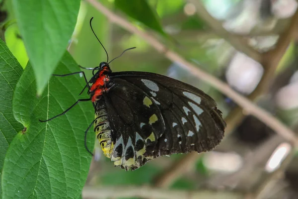 Kolorowy motyl w ogrodzie — Zdjęcie stockowe