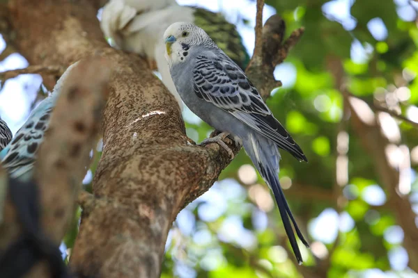 Loros en el mundo de las mariposas — Foto de Stock